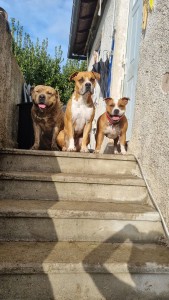 Photo de galerie - Mon chien curtis au milieu et ses copains qui sont en gardes