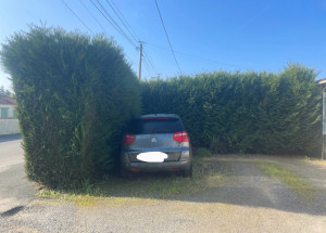 Photo de galerie - Taille de haies et d'arbustes