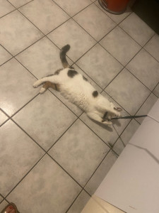 Photo de galerie - Garde chat / jeux 