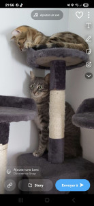 Photo de galerie - Garde chat