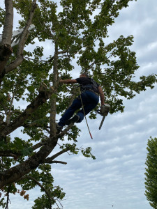 Photo de galerie - Elagage et coupe d'arbres