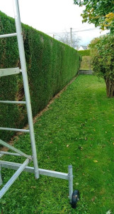 Photo de galerie - Taille de haies et d'arbustes