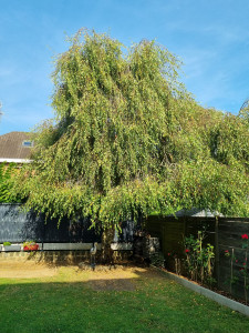 Photo de galerie - La réalisation d'un abattage d'un arbre à Saint saulve. 
avec l'évacuation du bois et nettoyage de chantier 