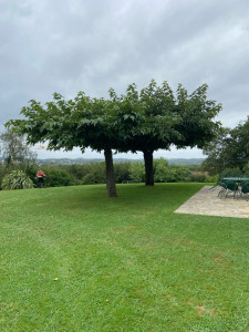 Photo de galerie - Tonte d’une pelouse dans un beau parc 