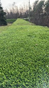 Photo de galerie - Voici une petite taille de Cyprès de laylande