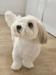 Photo de galerie - Toilettage d’un coton de tulear 