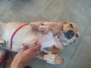 Photo de galerie - Je souhaite garder des chiens car j'aime leur compagnie et prendre soin de leur bien-être. Mon objectif est de leur offrir un environnement calme, sécurisé et rempli d'attention pendant votre absence. Je m'engage à respecter leurs habitudes, leur rythme .