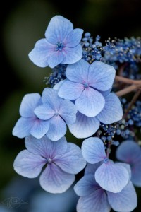 Photo de galerie - Photographie nature