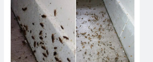 Photo de galerie - Avant / Après : résultat d’une intervention contre une forte infestation de cafards.
