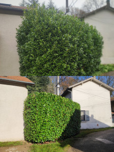 Photo de galerie - Taille + rabattage d'une haie de lauriers 
