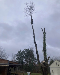 Photo de galerie - Elagage et coupe d'arbres