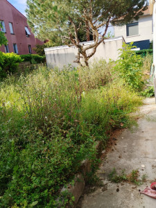 Photo de galerie - Avant le passage de la débroussailleuse !!