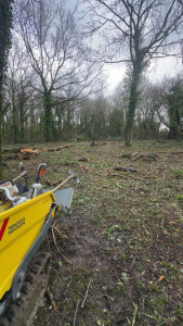 Photo de galerie - Débroussaillage et abattage dans un sous bois 