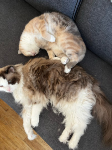 Photo de galerie - Garde animaux