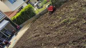 Photo de galerie - Je dispose d'un motoculteur afin de labouré votre jardin .