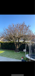 Photo de galerie - Elagage et coupe d'arbres