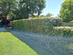 Photo de galerie - Taille de haie