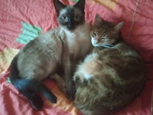 Photo de galerie - Garde animaux
