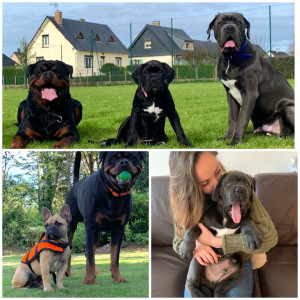 Photo de galerie - Cane corso mâle et femelle + bouledogue français 