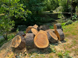 Photo de galerie - Elagage et coupe d'arbres