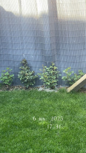 Photo de galerie - Quelque mois après la taille de rosiers 