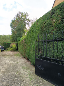 Photo de galerie - Taille de haies