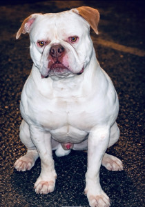 Photo de galerie - Un gros nounours avec un grand cœur ❤️ 