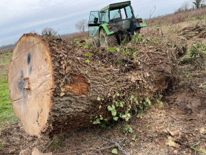 Photo de galerie - Elagage et coupe d'arbres
