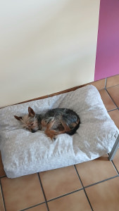 Photo de galerie - L heure de la sieste après la ballade 