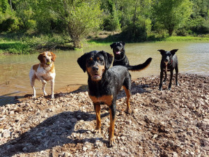 Photo de galerie - Garde de chien, sortie garantie, bonne ambiance , toujours dans la bienveillance 