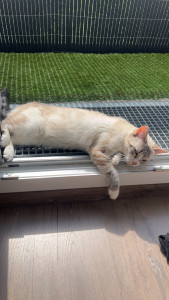 Photo de galerie - Garde de Tara chatte européenne de 3 ans qui a l’air bien malheureuse avec sa petsitter ?