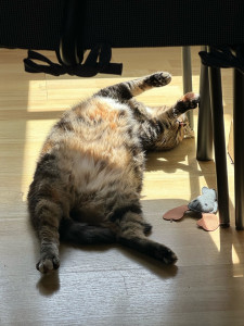 Photo de galerie - J’ai grandi dans une association de protection animale donc suis habituée aux animaux. J’ai un chat depuis 6 ans, elle se nomme Reinette :) 