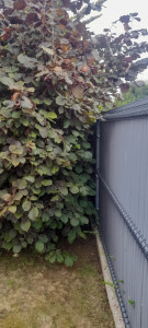 Photo de galerie - Taille d’une haie ( avant )