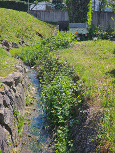 Photo de galerie - Tonte de pelouse - Débroussaillage
