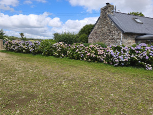 Photo de galerie - Taille d'hortensia 