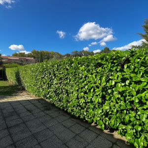 Photo de galerie - Taille de haie de laurier amande 