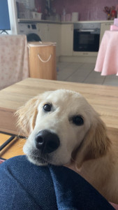 Photo de galerie - Garde chien