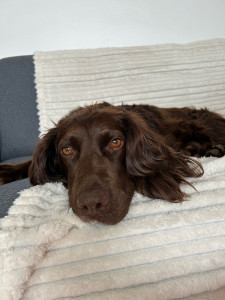 Photo de galerie - Accueil d’un chien de 7 ans sur une durée de 3 jours 