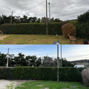 Photo de galerie - Taille d’une haie de 50m en L 