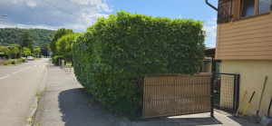 Photo de galerie - Taille de haies et d'arbustes
