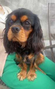 Photo de galerie - ?pet sitter