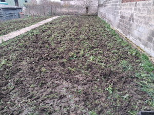 Photo de galerie - Passage au vibroculteur pour détruire les mauvaises herbes. passage avant raffinage 