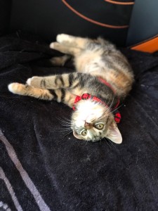 Photo de galerie - Garde chat