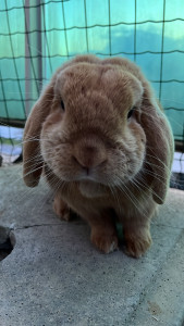 Photo de galerie - Garde animaux