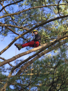 Photo de galerie - Taille de maintien et bois mort dans un pain de monterai 