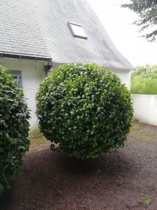 Photo de galerie - Taille d'arbuste en forme arrondie 