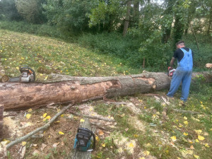 Photo de galerie - Elagage et coupe d'arbres