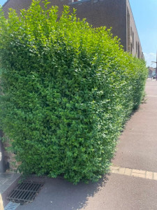 Photo de galerie - Taille de haies et d'arbustes