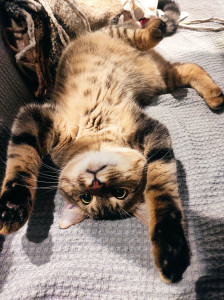 Photo de galerie - Garde d'un petit chat pendant les vacances de sa maîtresse 