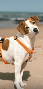 Photo de galerie - Chien en balade 